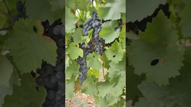 Лиса и виноград🍇