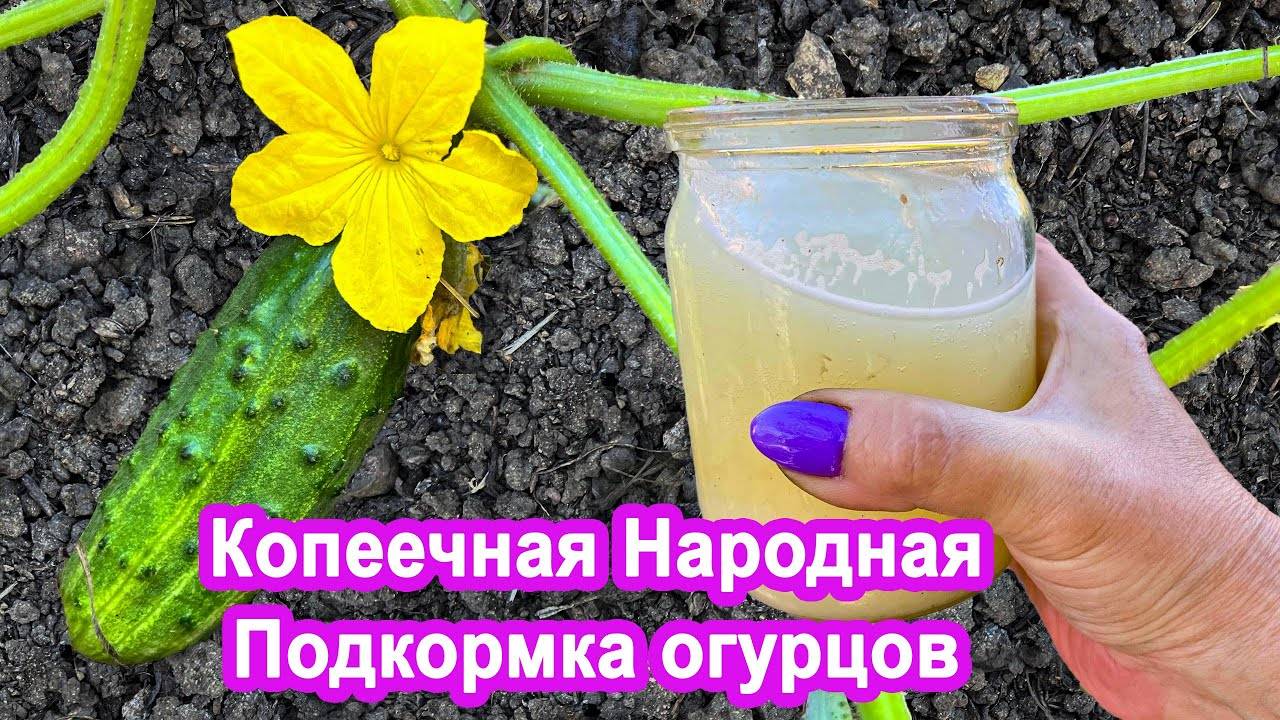 Народная копеечная подкормка. Огурцы ВМИГ пойдут в рост. Урожай будет до осени