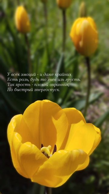 20.05.25 АЗ #ниднябезрифмы