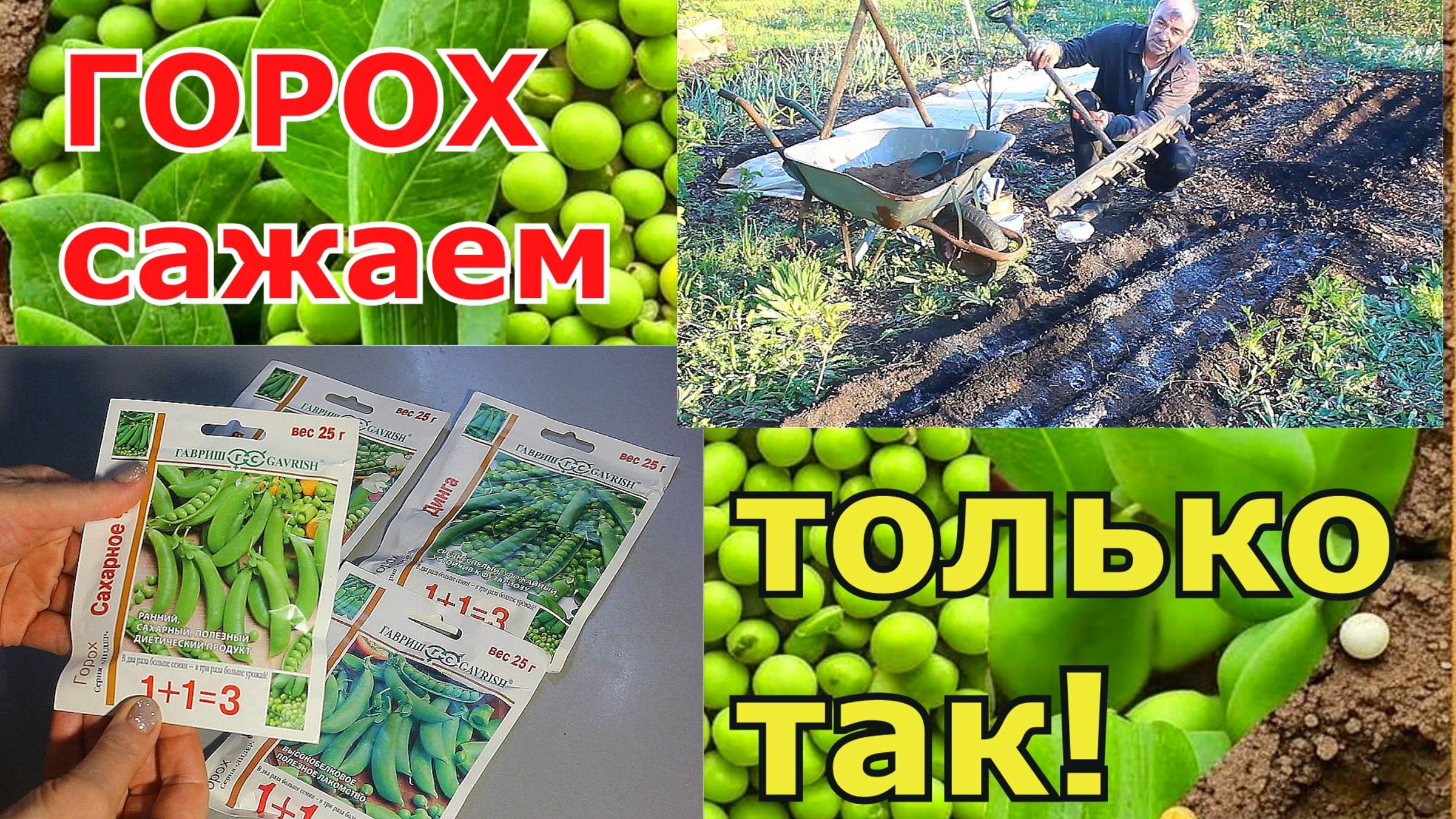 👩🌾 Хотите собрать большой урожай гороха?