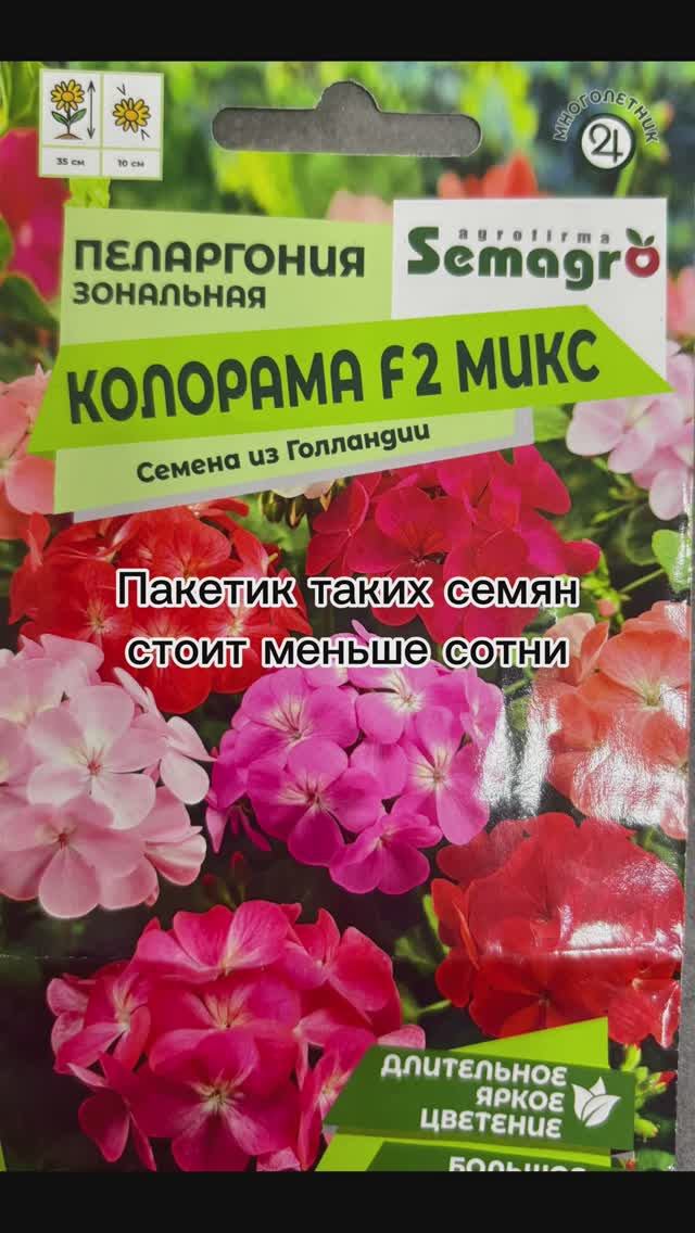 Как вырастить пеларгонию из семян?