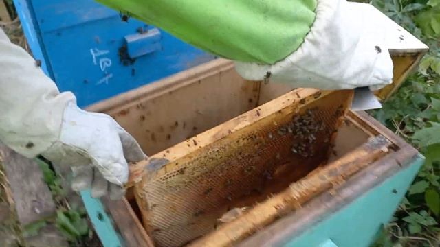 26 октября  на пасеке. Запоздалая Пересадка отводка.