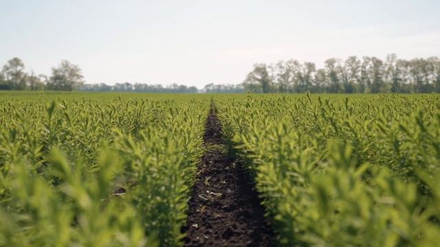 в АПК "КУБАНЬХЛЕБ" | смотр культуры земледелия