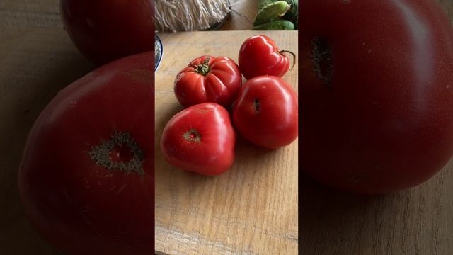Гном Арктическая роза.