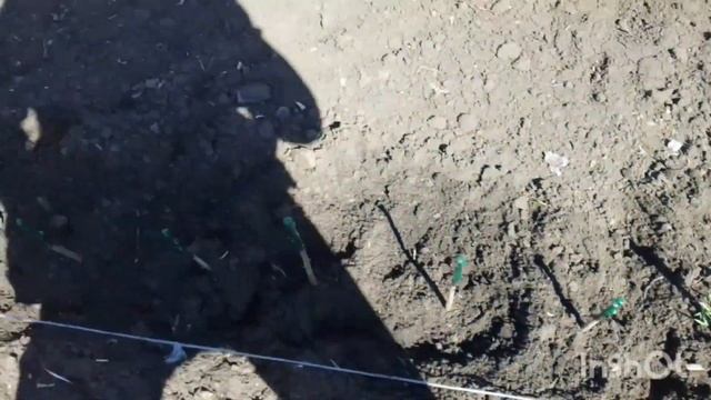 15.04.25.Висадка підщепи із зимовим щепленням абрикоси, с?