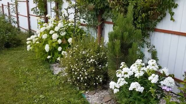 Мои деревья на дачном участке часть (7)