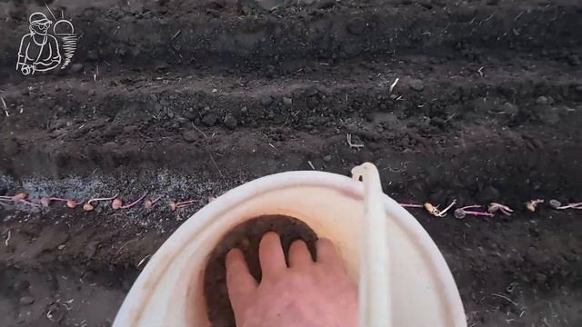 Посадили 26 сортов картофеля за 2 часа до заката по техн