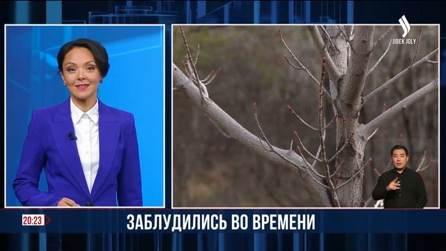 В Павлодаре за месяц до зимы на деревьях набухли почки