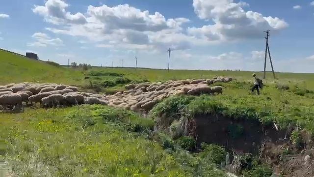 Бараны Меринос на Курбан Байрам (Халяль)