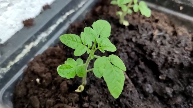 Я Обалдел! 1 Ложка Заставляет Любую Рассаду Толстеть и Активно Развиваться! Рассада Коренастая