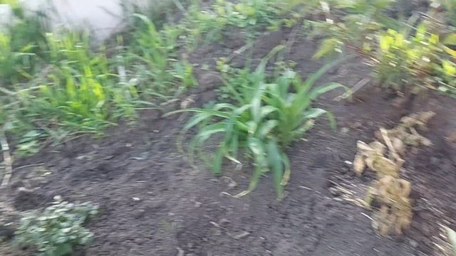 Дача без прикрас 3
