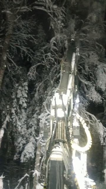 Ночь в зимнем лесу.