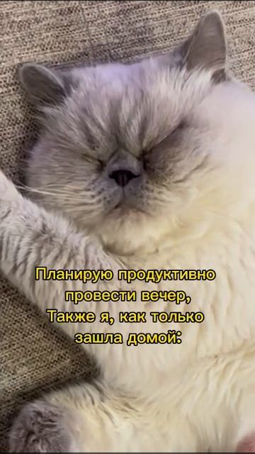 Планы на вечер