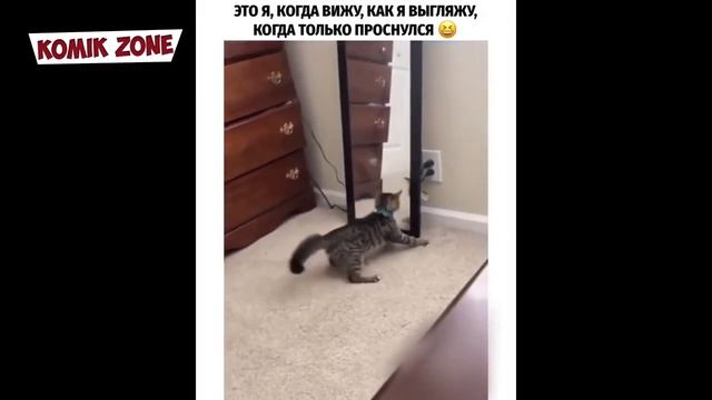 Лучшие приколы с людьми и животными 2020  Юмор   Розыгрыши   Пранки