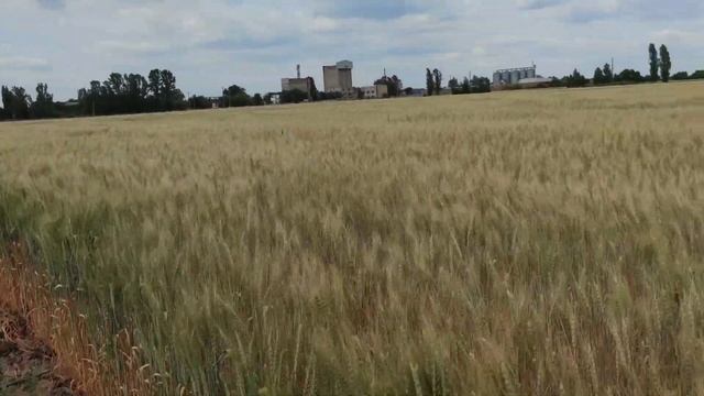 Сравнение БИО препарата ЕКО Сид зерновые с химическим