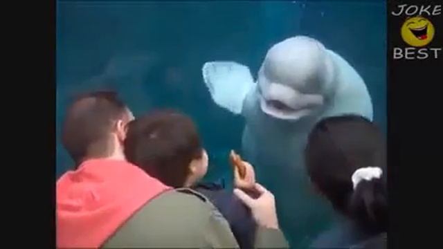 Лучшие приколы и неудачи 2014 года