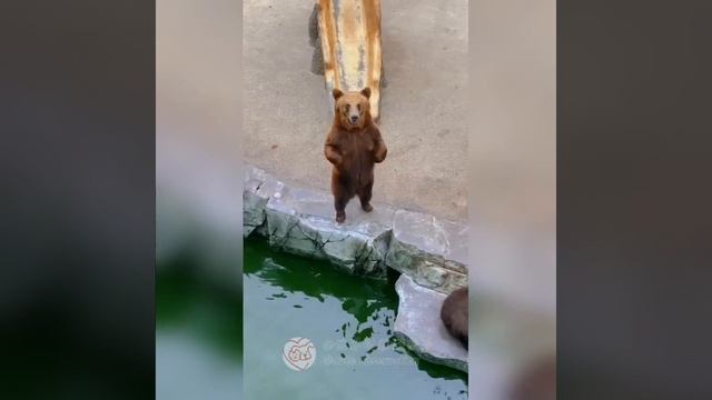 Наш TG https://t.me/liveofcats