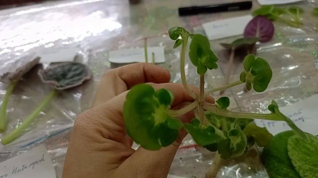 новинки фиалочек распаковка