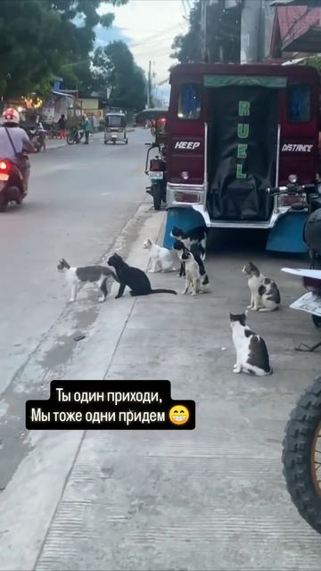 коты-гангстеры