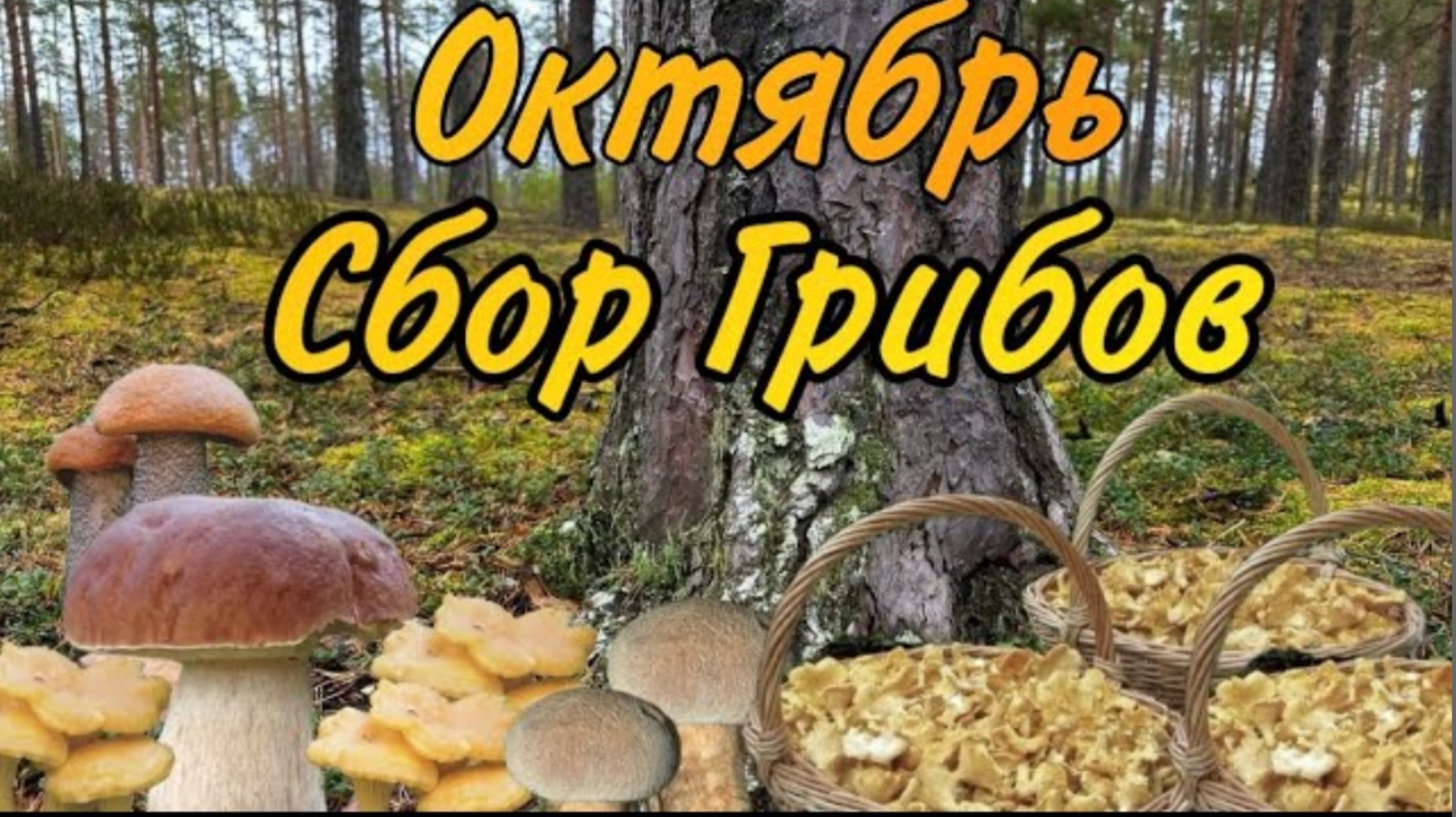 Грибы в Октябре! Грибы есть! Закрываем сезон 2024