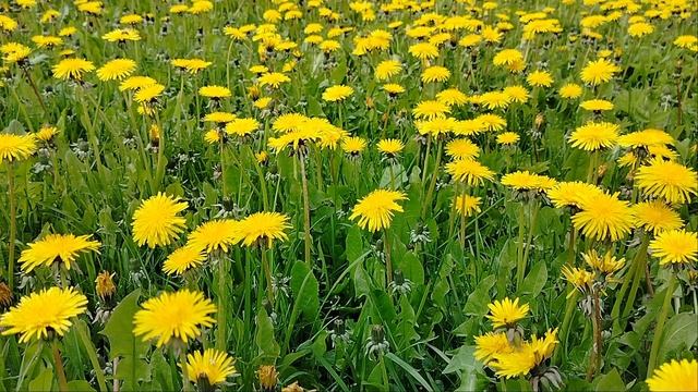 Желтые солнышки!