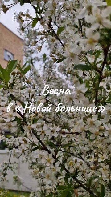 Весна в «Новой больнице»