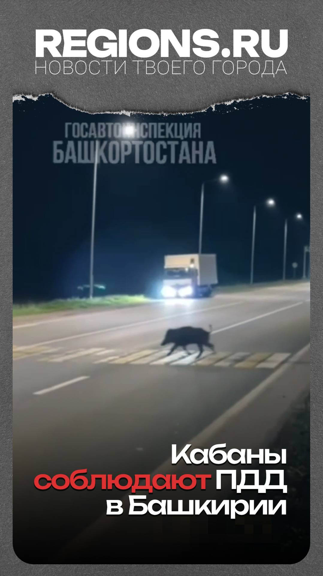 Кабаны соблюдают ПДД в Башкирии