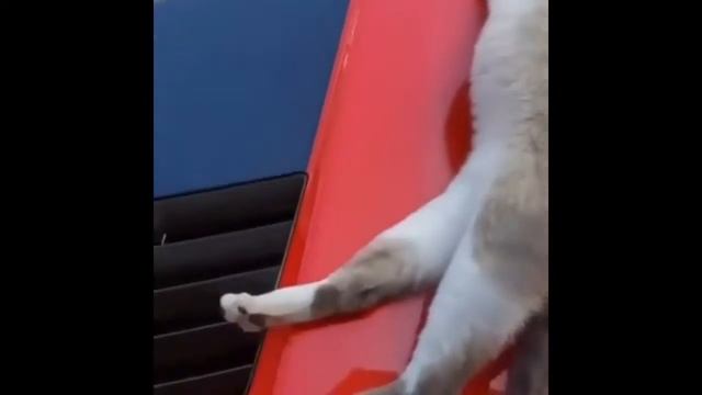 Дрифт кота прикол!!!