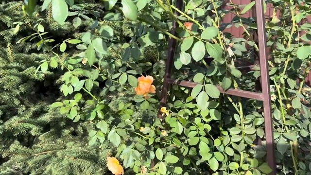 Троянда Леді оф Шалот❤️🔥/ Lady of Shalott rose❤️🔥