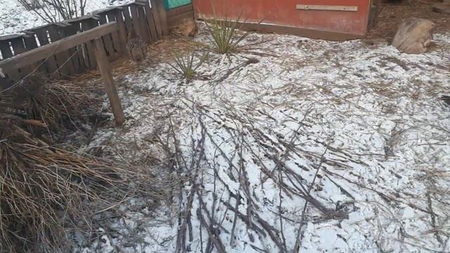Юкка, як варіант для озеленення вольєрів для птиці #yucca
