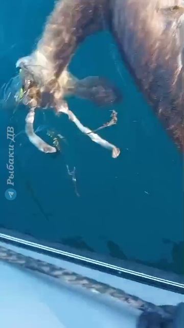 Очередная печальная находка всплыла перед рыбаком в Уссурийском заливе