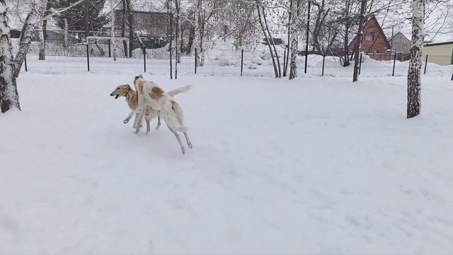 Слава и Черемша резвятся на собачьей площадке  #русска
