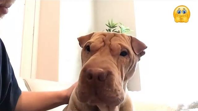 Всячинки