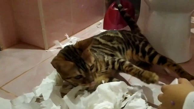 КОТЫ приколы. Смешные коты. Кошка Фиона рвет бумагу