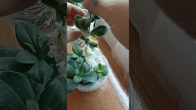 Черенкование и укоренение эустомы это просто.