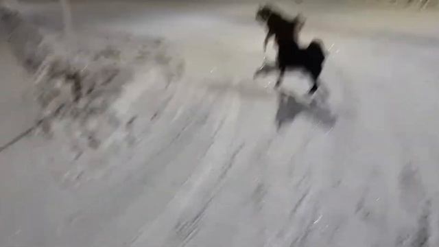 Ночь,улица,фонарь,собаки...