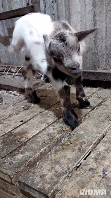 эти крошки меньше кошки!😄