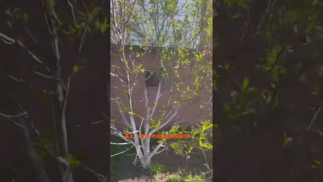 Какие персики лучше выращивать в средних широтах
