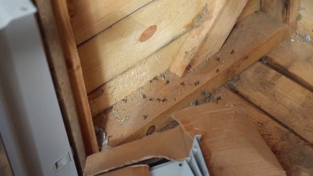 Обжиг древесины газовой горелкой и борьба с осами на даче.