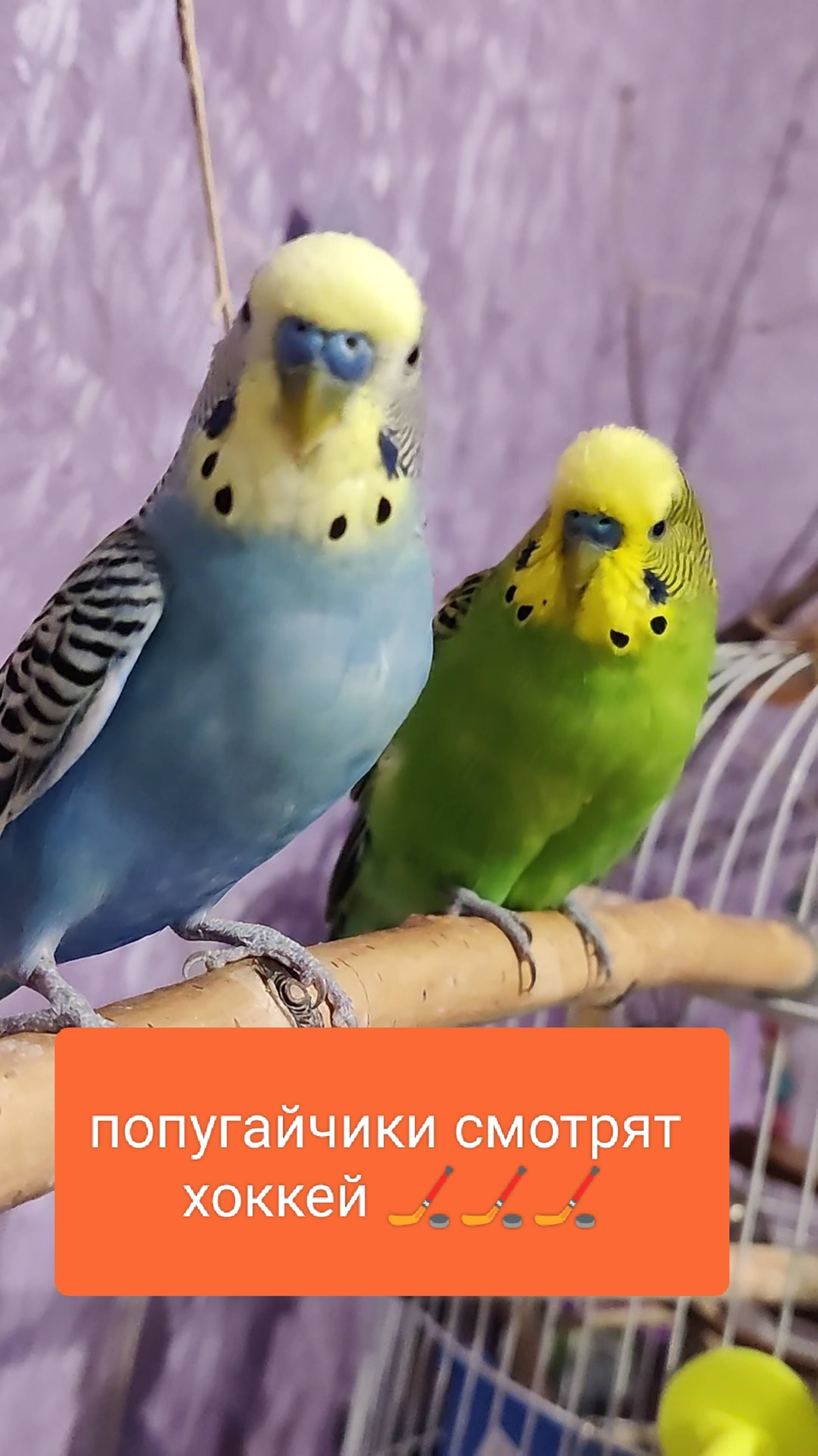 Забавные Птичкины красавчики попугайчики смотрят хоккей со мной