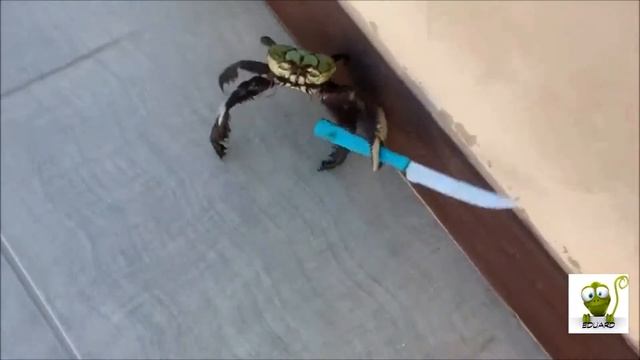 ЛУЧШИЕ ПРИКОЛЫ 2016