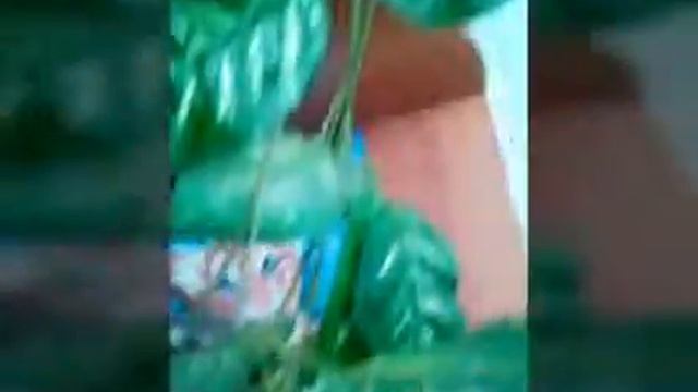 Прикольные игрушки .