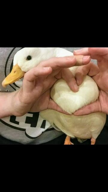 Милые гуси (часть 3)