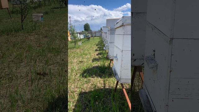 Наконец-то потеплело, пчела 🐝 активно трудится