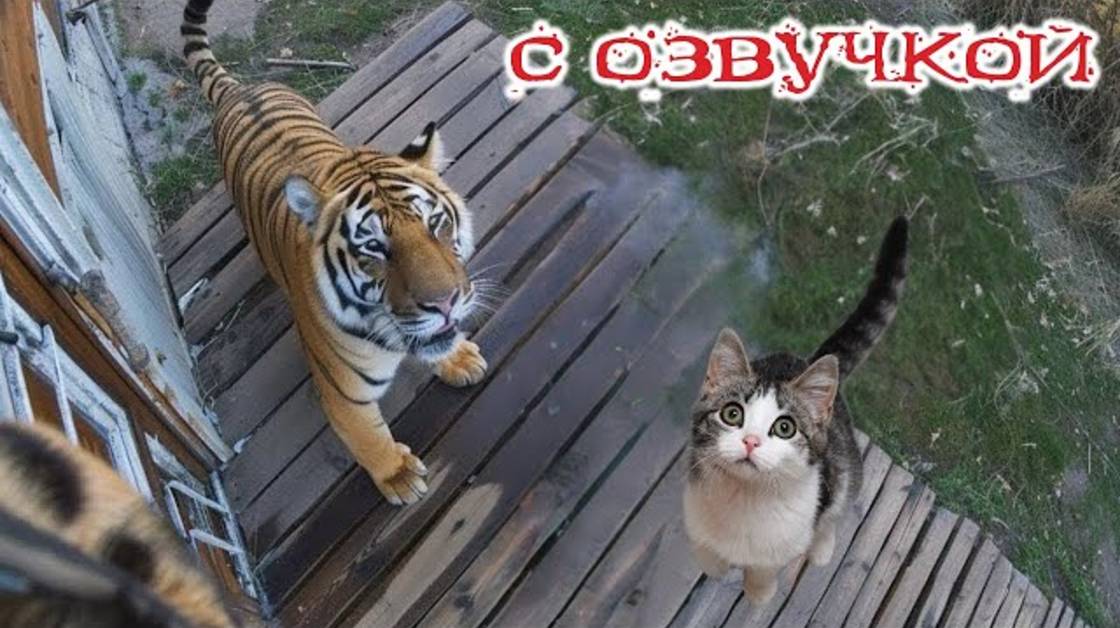 ТИГРА ВЫЗЫВАЛИ! Приколы с котами! С ОЗВУЧКОЙ! Самые смешные животные! ТЕСТ НА ПСИХИКУ!