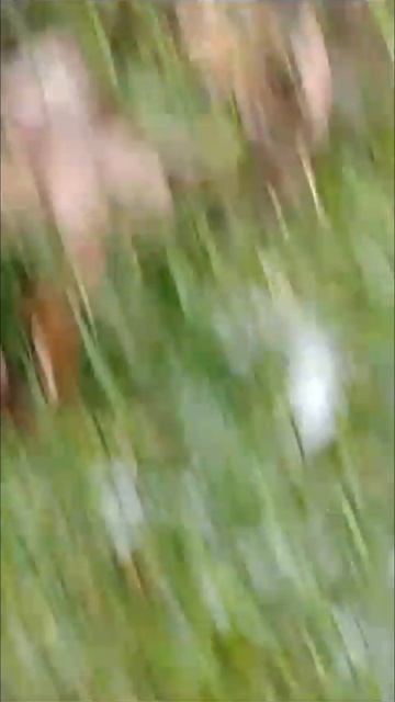 Киса Кира на прогулке