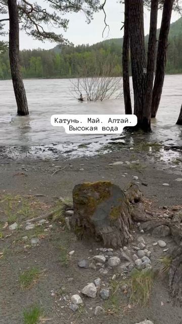 Горный Алтай. Река Катунь . Май