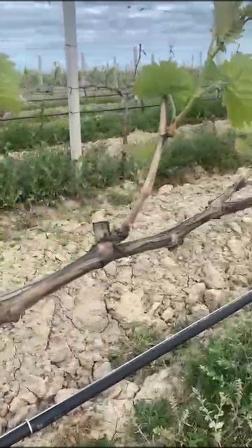 Зачем нужно удалять зеленые побеги винограда?