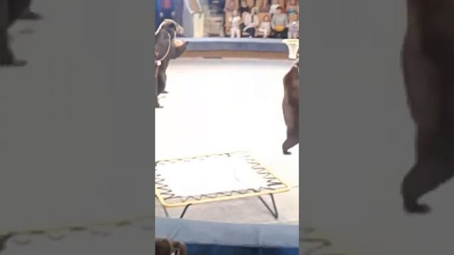 Цирк(9)