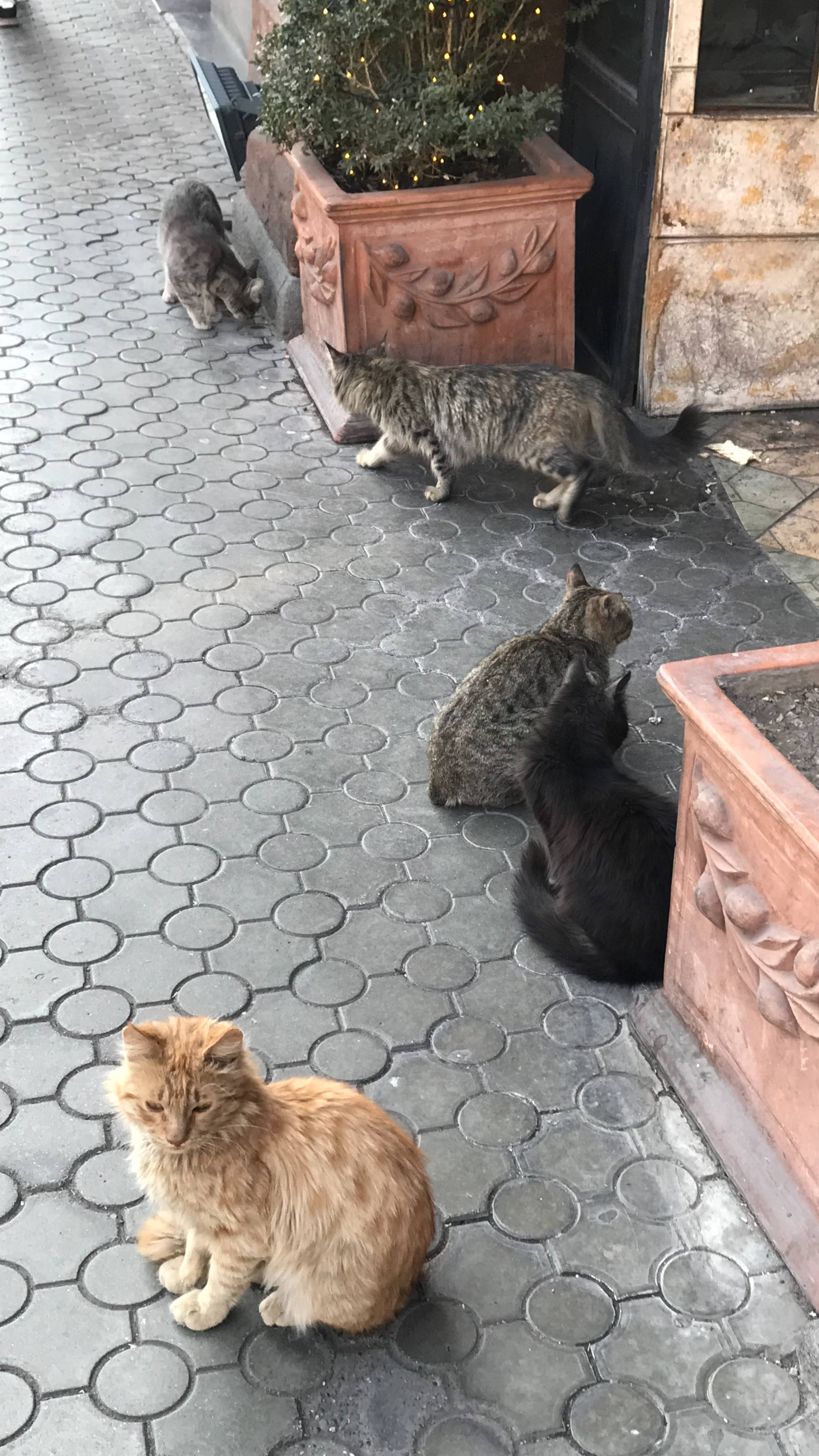 Ереванские котики.